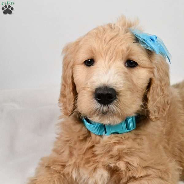 Conner, Goldendoodle Puppy